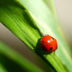 summer red  ladybug on grass
