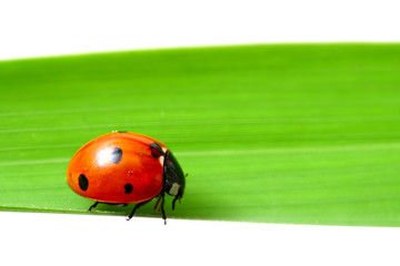 ladybug on grass isolated on white