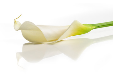 Detail of calla lilly flower isolated over white with reflection - obrazy, fototapety, plakaty