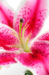 Detail of pink lily flower - abstract natural background