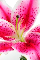 Foto op Plexiglas Detail van roze leliebloem - abstracte natuurlijke background © roxxyphotos