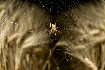 Araneus diadematus spider in wheat field at night