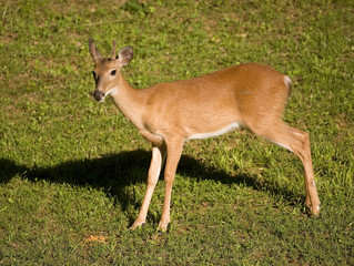 buck with his antlers just beginning to grow