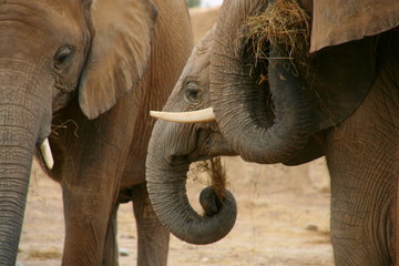 Famille Elephant