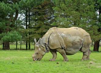 Obraz premium horned rhino rhinocerous