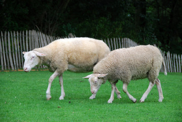deux moutons dans un champ