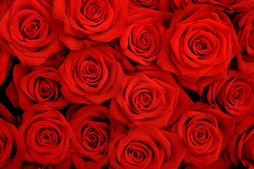 big bunch of red roses