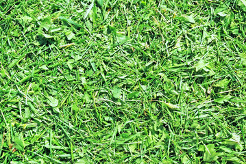 cut green botanical background