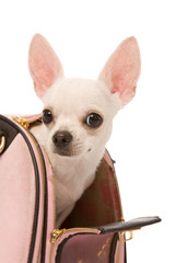 small doggy in bag on a white background