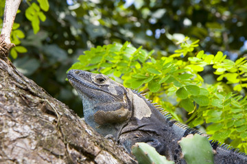 A grey iguana hiding in the fork of a tree
