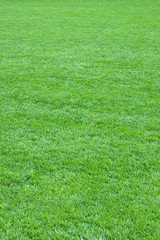 Pure empty green grass field cut vertical