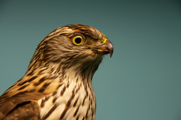 Accipiter gentilis