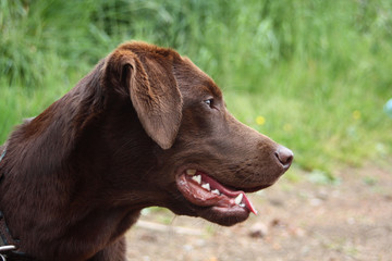 Labrador