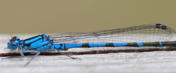 blue dragon fly close up