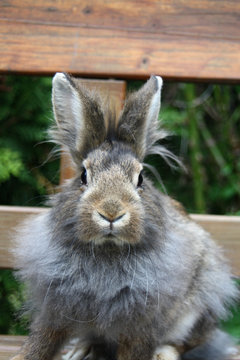 Zwergkaninchen