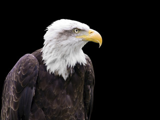 Aigle sur fond noir