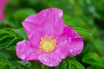 fleur trempée