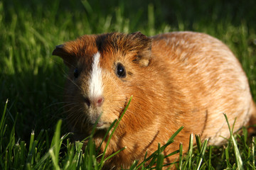 Meerschweinchen