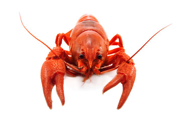 crustacean isolated on white background