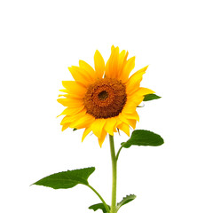 Obraz premium yellow sunflower isolated on white