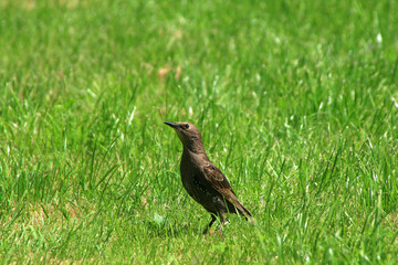 british garden bird