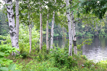 Fototapeta premium White birch along the banks of a woodland river.