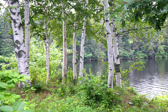 Fototapeta White birch along the banks of a woodland river.