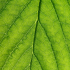 summer green leaf macro close up
