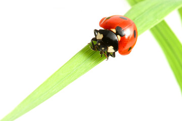 red ladybug on green grass isolated