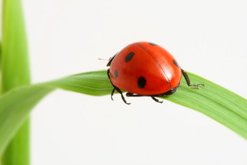 red ladybug on green grass isolated