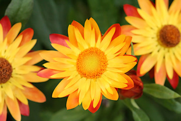 A photography of three yellow flowers in a row