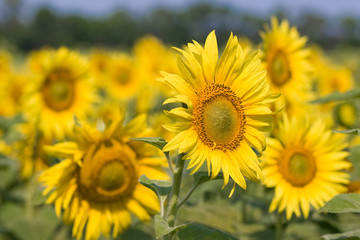 Field of sunflowers.
