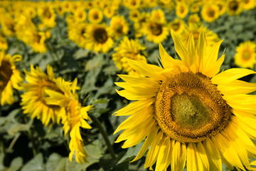 Field of sunflowers.