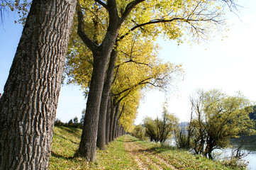 Fototapeta premium Park im Herbst 3