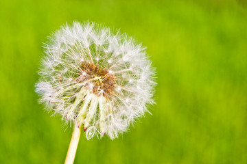 dandelion on green grass with shallow depth of field