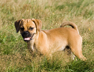 This is a Puggle Puppy Stands  looking for a playmate