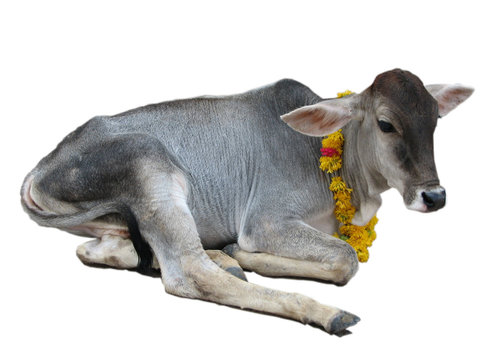 Vache sacr&eacute;e (veau)