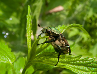 Close-up of Beetle 1