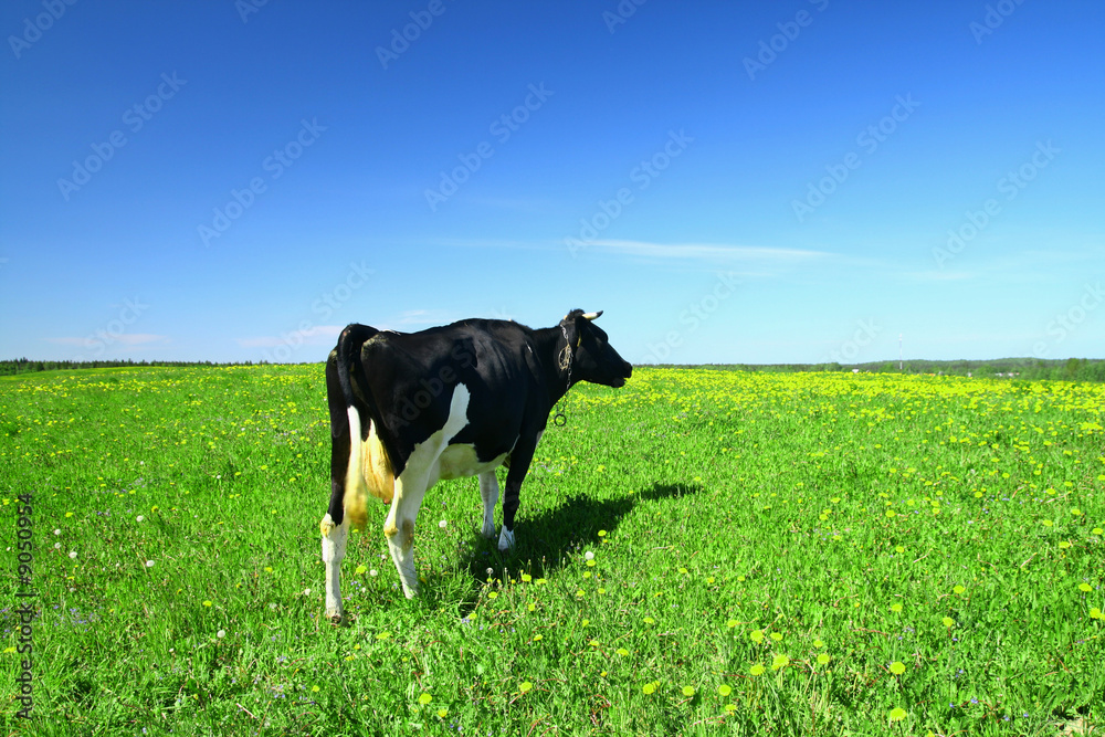 Wall mural cow on green dandelion field under blue sky