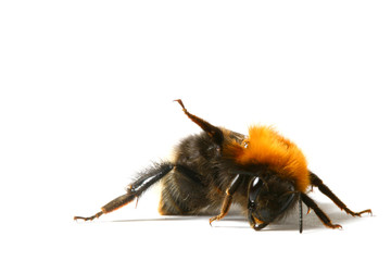 dance aerobic bumble bee isolated on white background