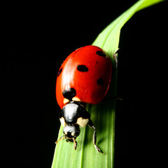 ladybug on grass black background