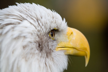 Bald Eage (haliaeetus leucocephalus))