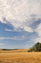 Fototapeta premium Fields after harvest