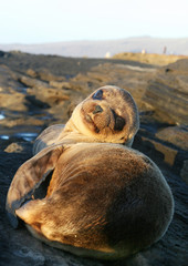 Baby Sea Lion