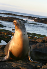 Sea Lion