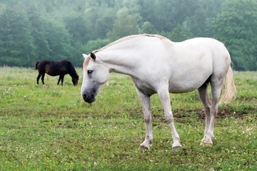 Naklejka na ściany i meble białe konie na polu