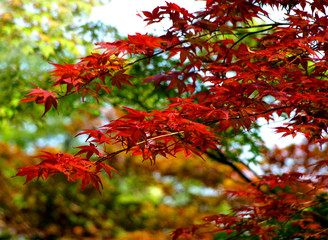 autumn in Japan 8