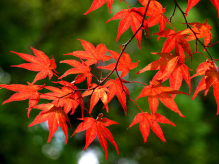 autumn in Japan 3
