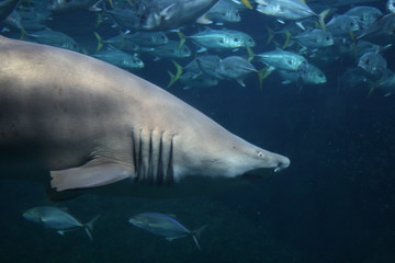 Requin