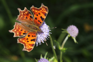 Butterfly sitting on a flower with dark background